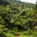 ForestMarsabit N.P.Kenya