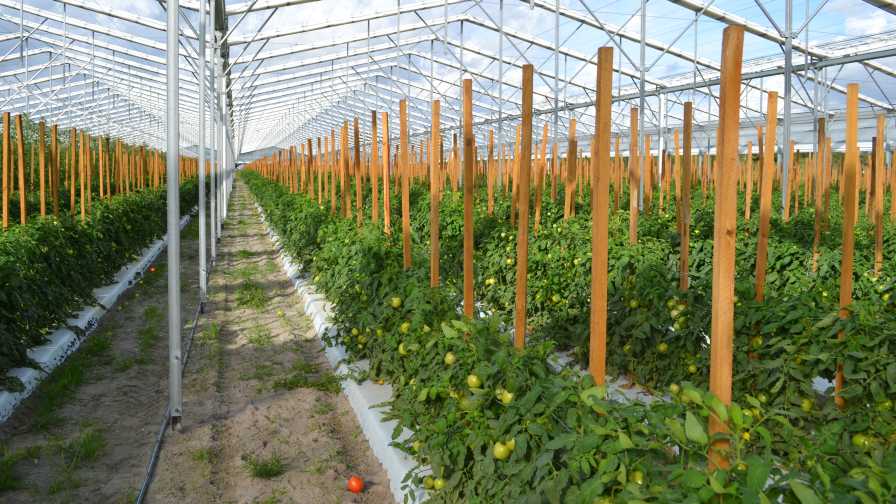 Lipman tomatoes under retractable roof greenhouse