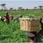 Distribute grains through farmers’ apex body, Tinubu urged