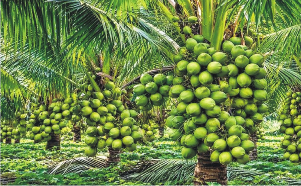Coconut can boost Ondo economy, farmers declare