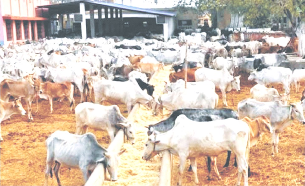 FG to establish 417 grazing reserves to boost ranching, curb herdsmen/farmers clashes