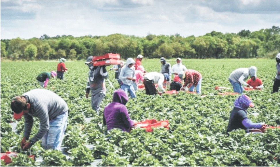 BoA fertiliser distribution: Farmers urge speed, wider awareness