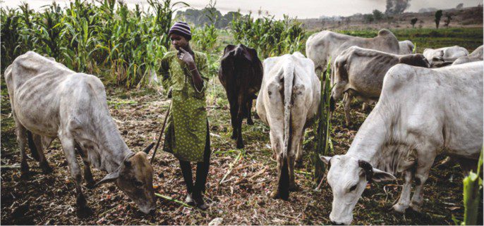 Three arraigned over alleged assault, fence destruction, underage cattle herding